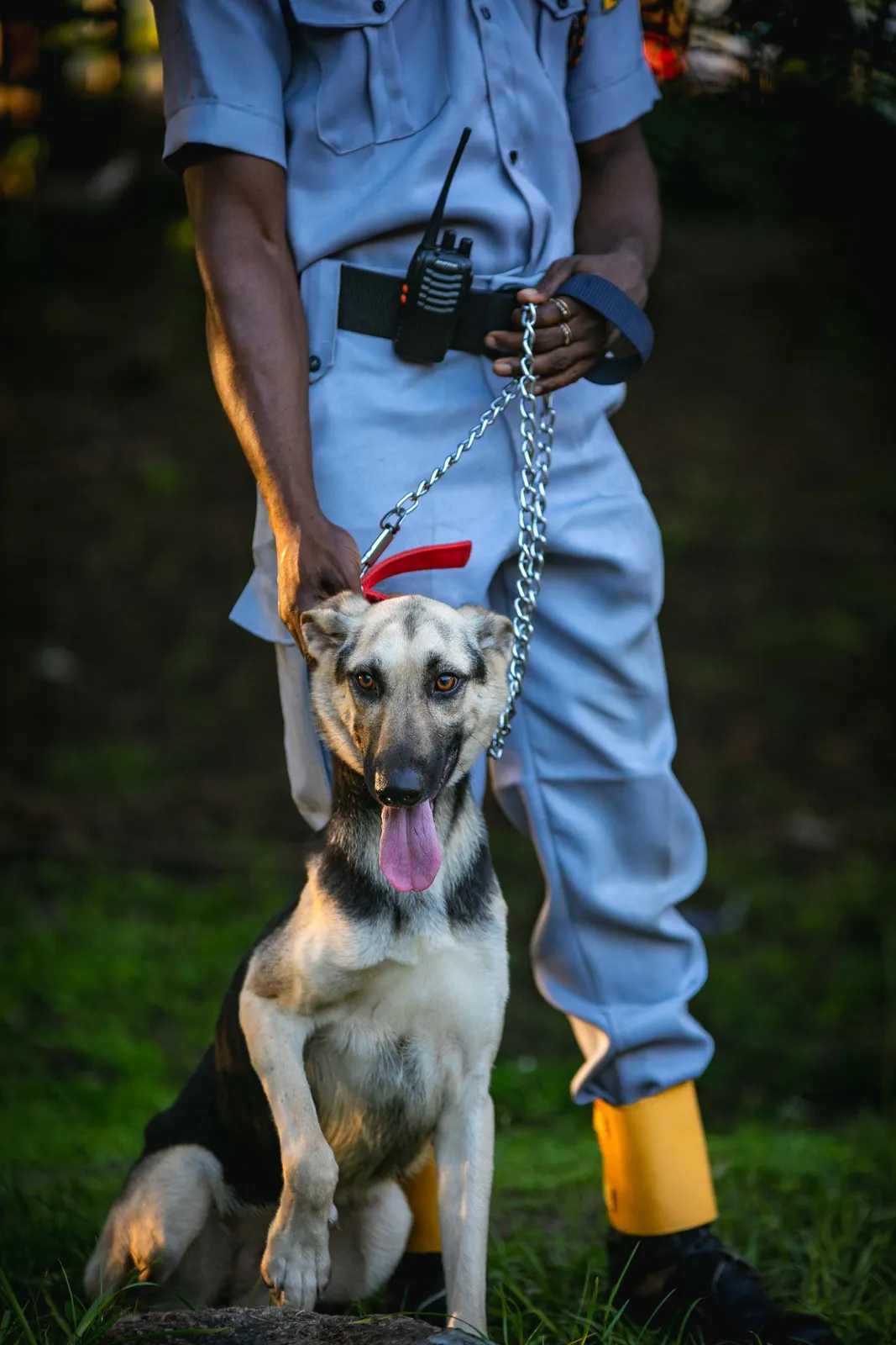 Dog Handler Security